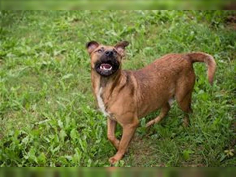 DRAGO - der freundliche, fröhliche und aktive Rüde verträgt sich super mit anderen Hunden