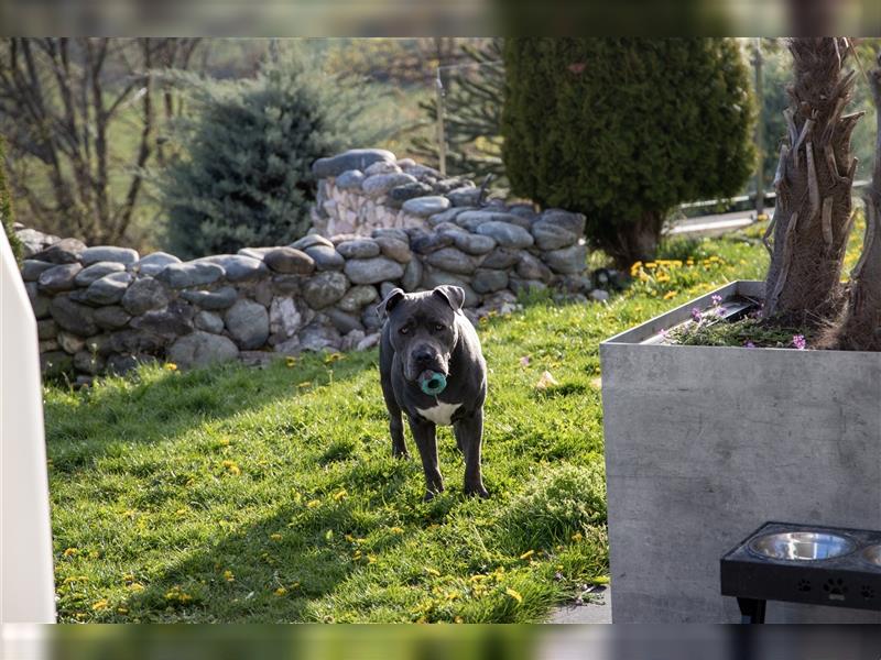 American Stafford Terrier Blueline  2 Jahre alt