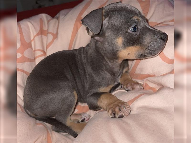 American staffordshire Terrier Tricolor Welpe