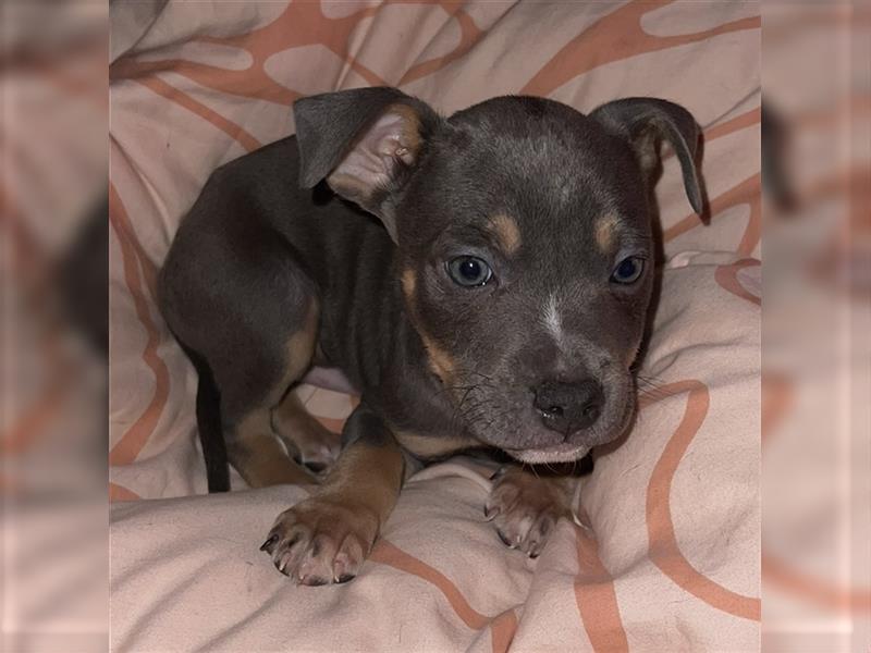 American staffordshire Terrier Tricolor Welpe