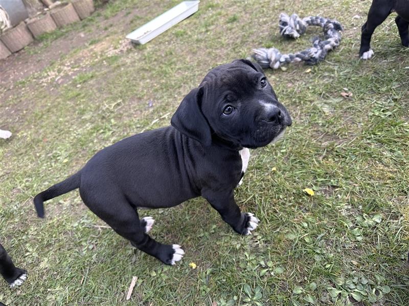 American Stattfordshire Terrier Welpe