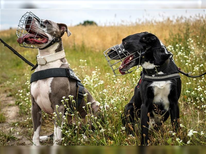Joker, Staffordshire Terrier, geb. Juni 2014, su. hundeerfahrenes Paar oder Einzelperson