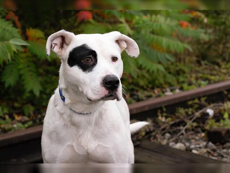 FLOYD - auch "Listenhunde" möchten ein Zuhause haben - hol mich bitte ab