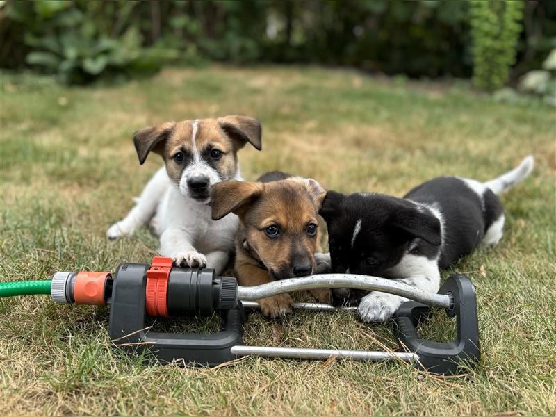 Corgi-Mix Welpen suchen ihr Körbchen