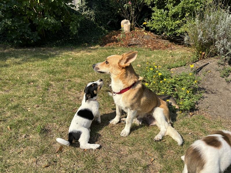 Corgi-Mix Welpen suchen ihr Körbchen