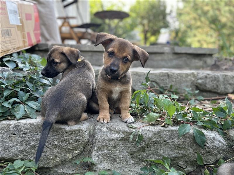 Corgi-Mix Welpen suchen ihr Körbchen