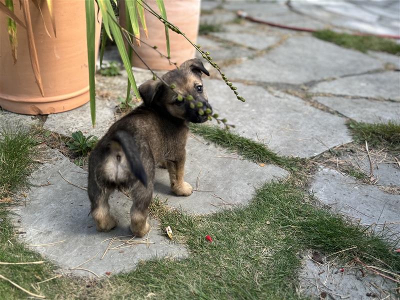 Corgi-Mix Welpen suchen ihr Körbchen