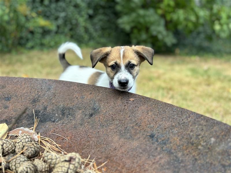 Corgi-Mix Welpen suchen ihr Körbchen