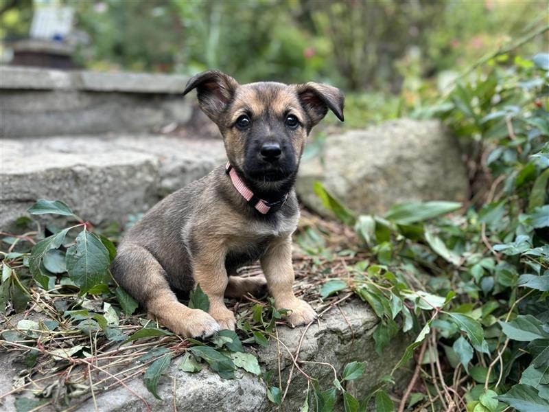 Corgi-Mix Welpen suchen ihr Körbchen