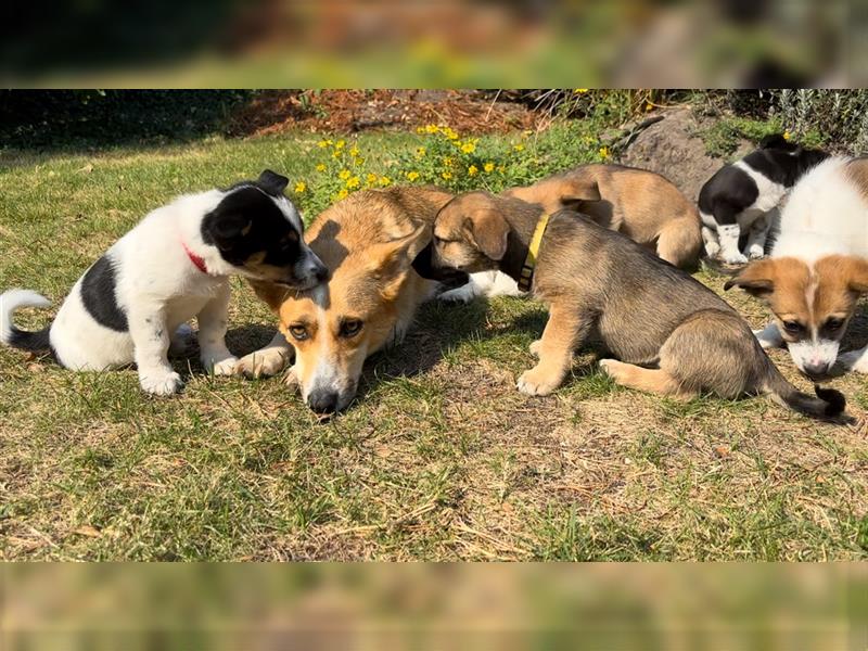 Corgi-Mix Welpen suchen ihr Körbchen