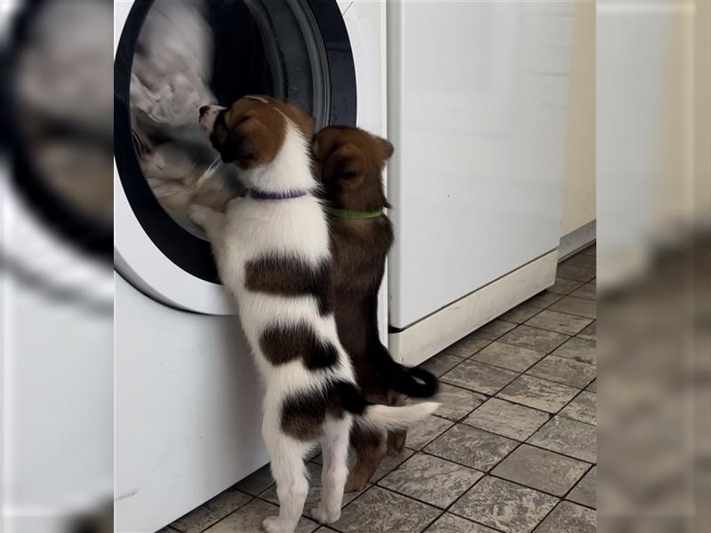 Corgi-Mix Welpen suchen ihr Körbchen