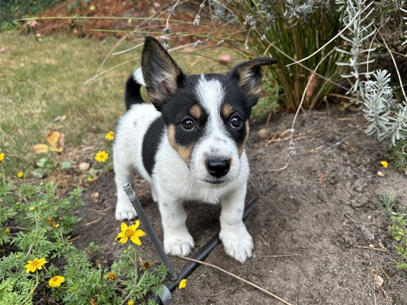 Corgi-Mix Welpen suchen ihr Körbchen