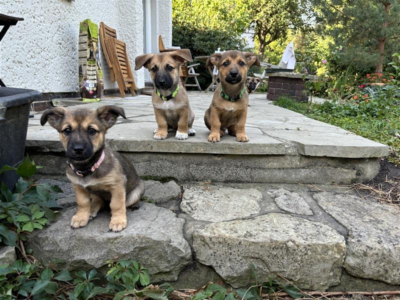 Corgi-Mix Welpen suchen ihr Körbchen