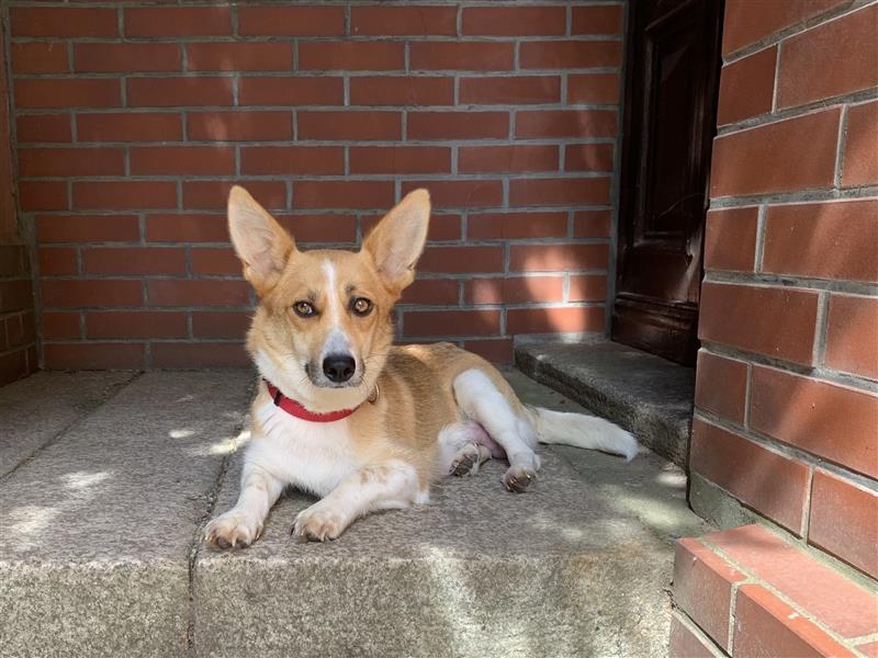 Corgi-Mix Welpen suchen ihr Körbchen