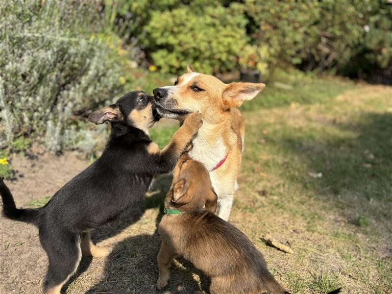 Corgi-Mix Welpen suchen ihr Körbchen