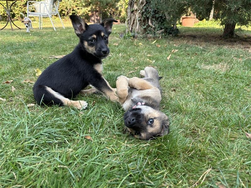 Corgi-Mix Welpen suchen ihr Körbchen