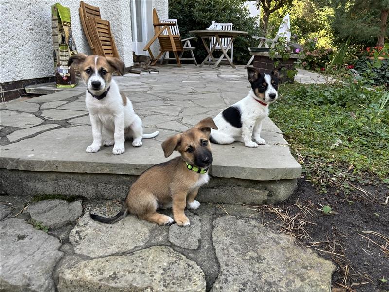 Corgi-Mix Welpen suchen ihr Körbchen