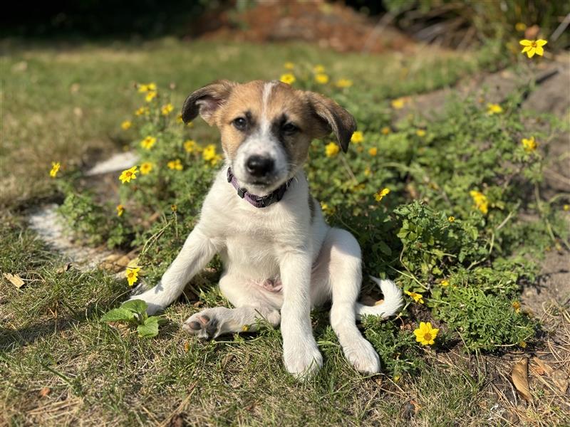 Corgi-Mix Welpen suchen ihr Körbchen