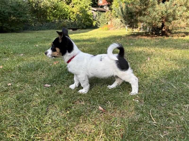 Corgi-Mix Welpen suchen ihr Körbchen