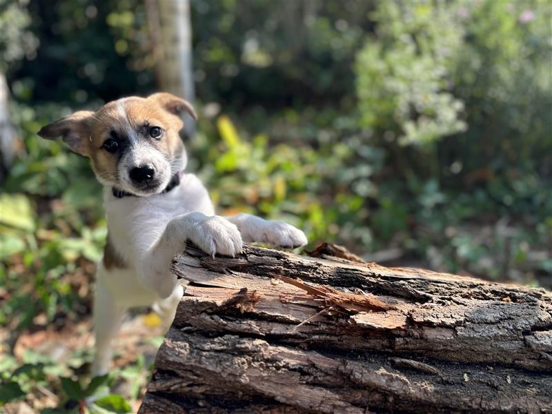 Corgi-Mix Welpen suchen ihr Körbchen