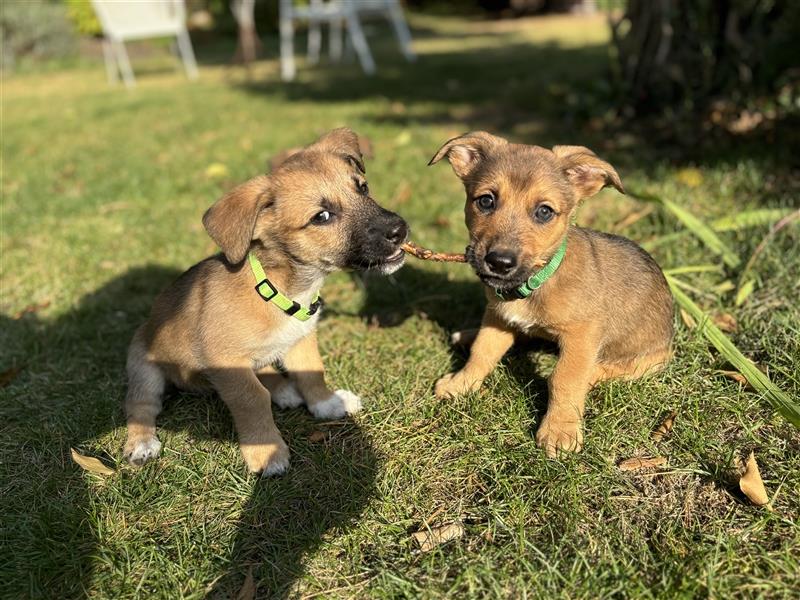 Corgi-Mix Welpen suchen ihr Körbchen