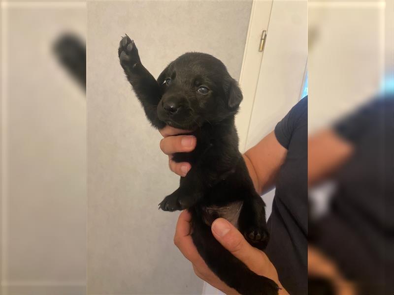 Labrador mix Welpen