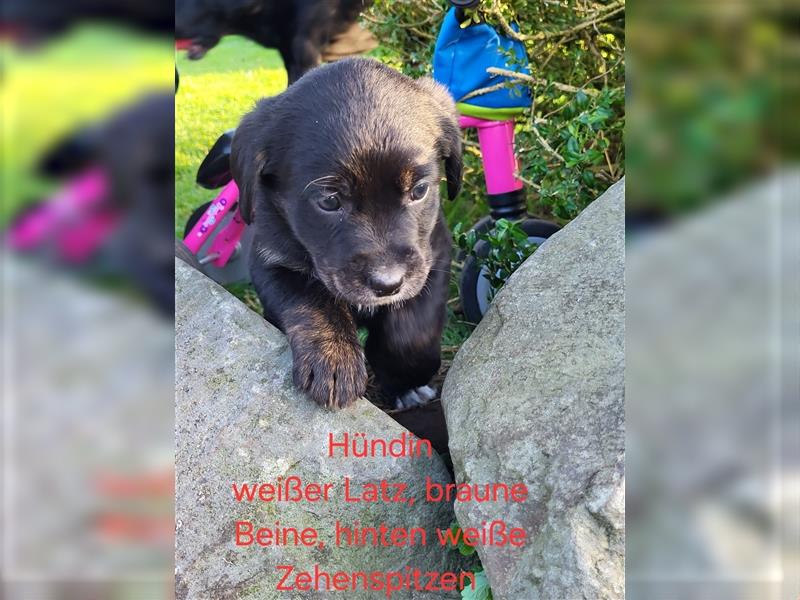 Labernese / Bernersennen Labrador-Retriever Mix