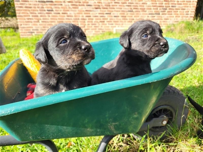 Labernese / Bernersennen Labrador-Retriever Mix