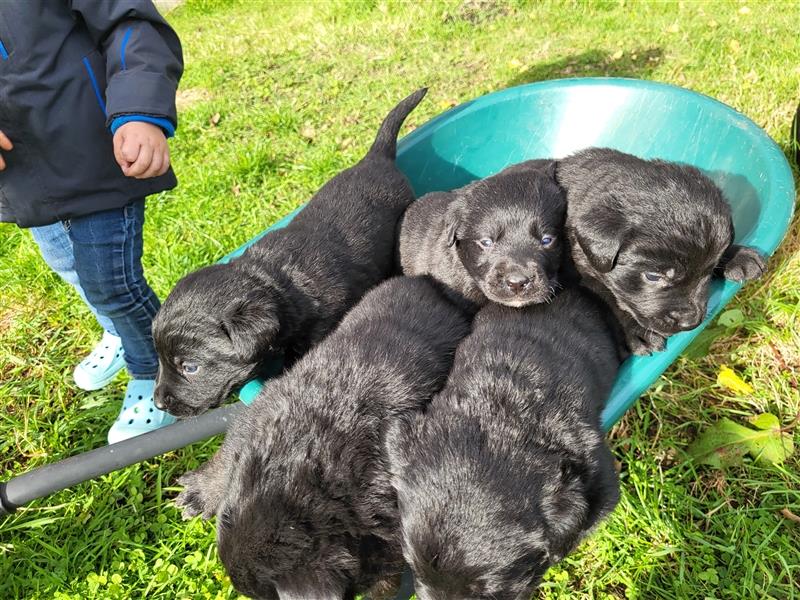 Labernese / Bernersennen Labrador-Retriever Mix