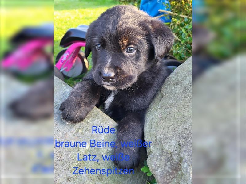 Labernese / Bernersennen Labrador-Retriever Mix