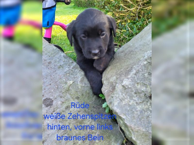 Labernese / Bernersennen Labrador-Retriever Mix