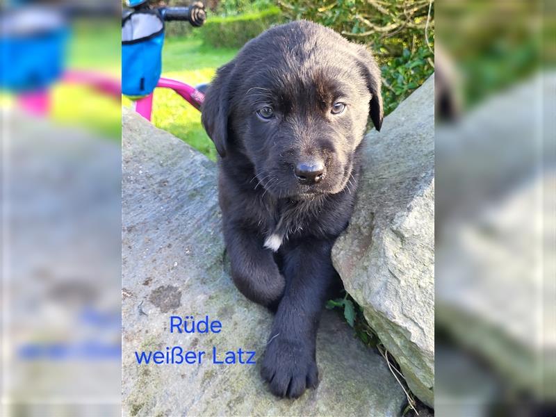 Labernese / Bernersennen Labrador-Retriever Mix