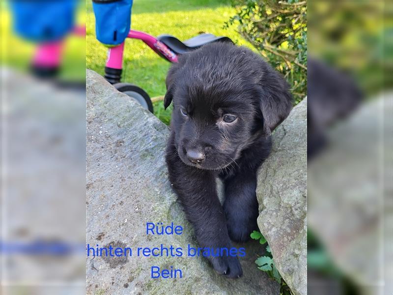 Labernese / Bernersennen Labrador-Retriever Mix