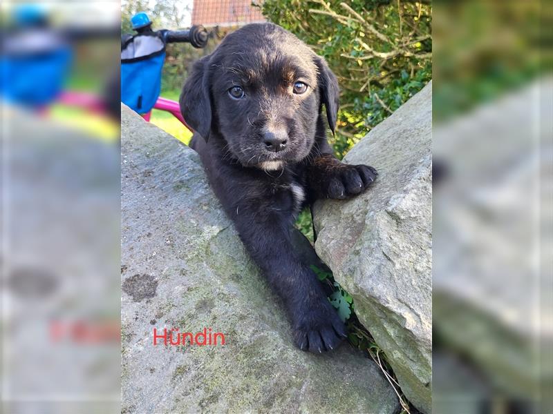 Labernese / Bernersennen Labrador-Retriever Mix