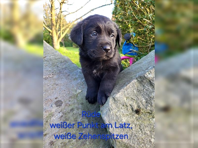 Labernese / Bernersennen Labrador-Retriever Mix