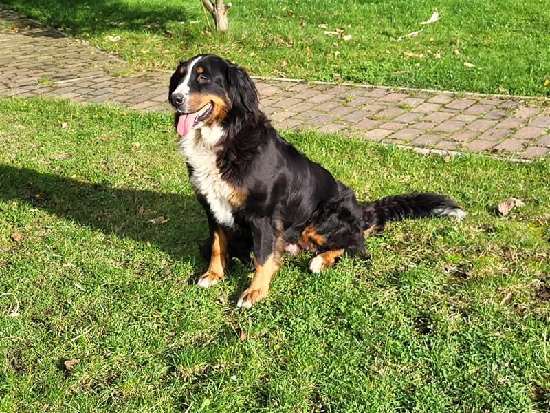 Labernese / Bernersennen Labrador-Retriever Mix