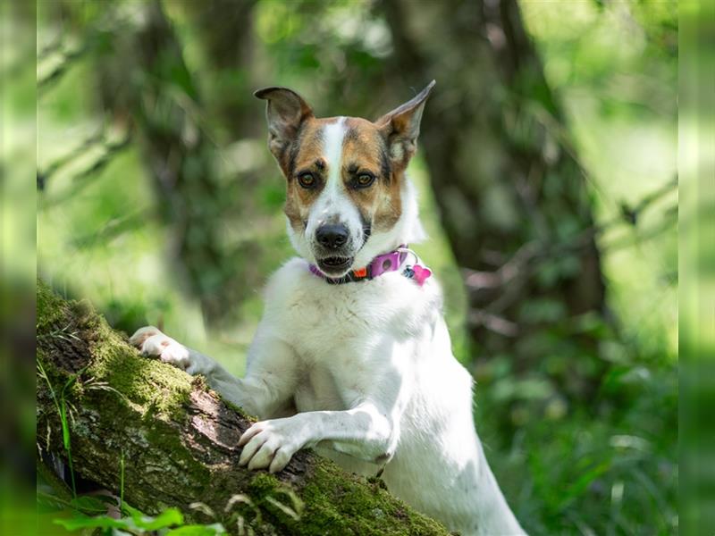 Shanti sucht eine ruhige, liebevolle Familie