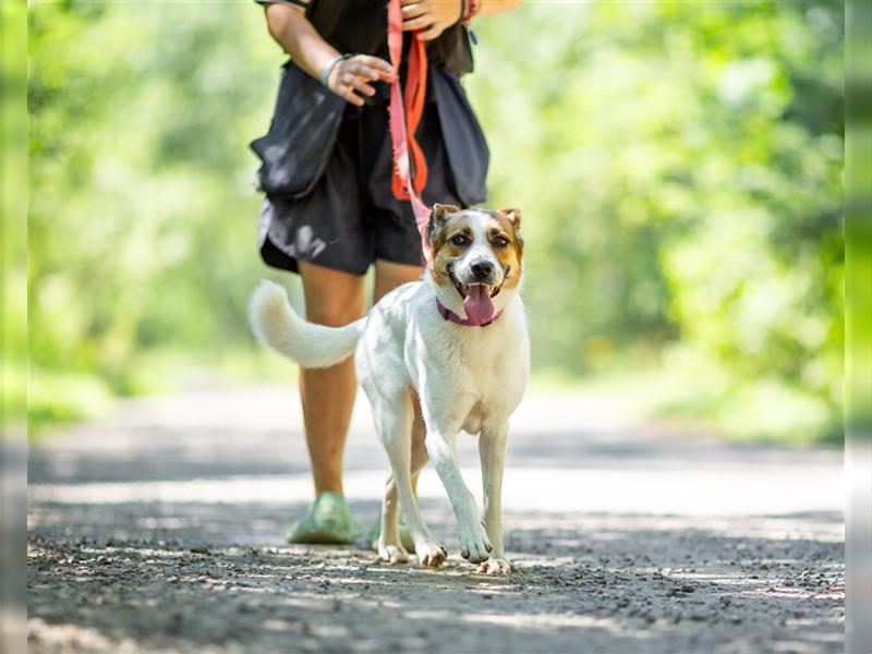 Shanti sucht eine ruhige, liebevolle Familie