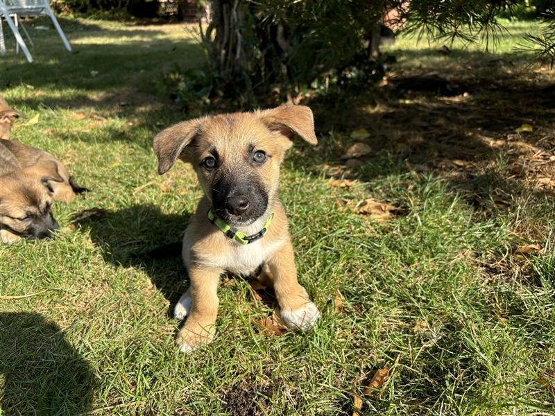 Corgi-Mix Welpe sucht sein Körbchen