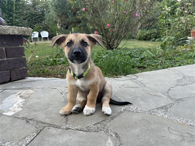 Corgi-Mix Welpe sucht sein Körbchen