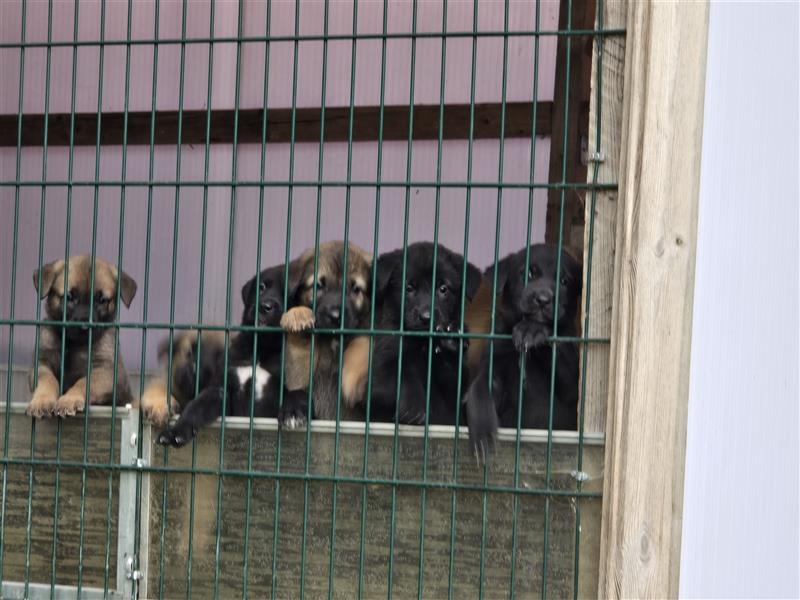 Zauberhafte Hundewelpen (Idealer Mix) suchen ein liebevolles Zuhause!