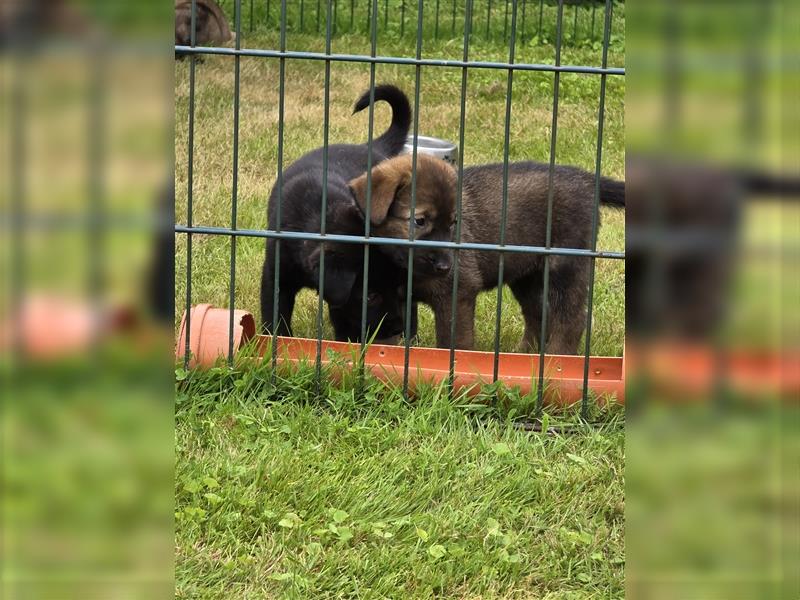 Zauberhafte Hundewelpen (Idealer Mix) suchen ein liebevolles Zuhause!