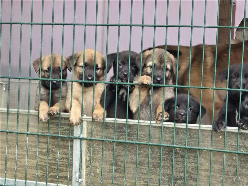 Zauberhafte Hundewelpen (Idealer Mix) suchen ein liebevolles Zuhause!