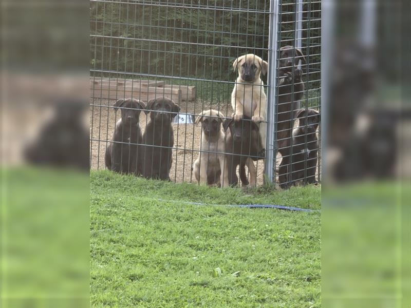 Zauberhafte Hundewelpen (Idealer Mix) suchen ein liebevolles Zuhause!