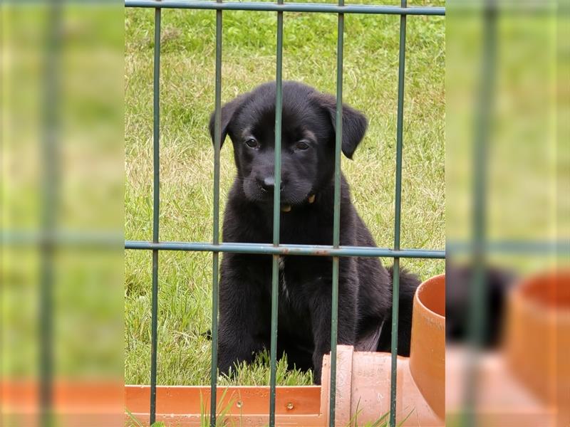 Zauberhafte Hundewelpen (Idealer Mix) suchen ein liebevolles Zuhause!