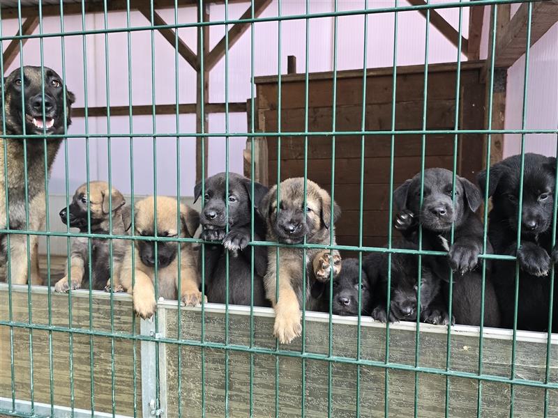 Zauberhafte Hundewelpen (Idealer Mix) suchen ein liebevolles Zuhause!