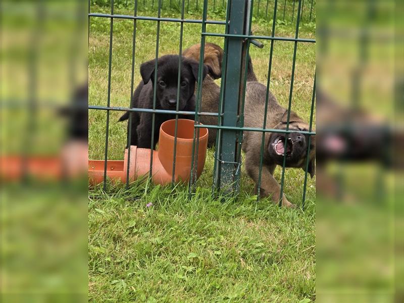 Zauberhafte Hundewelpen (Idealer Mix) suchen ein liebevolles Zuhause!