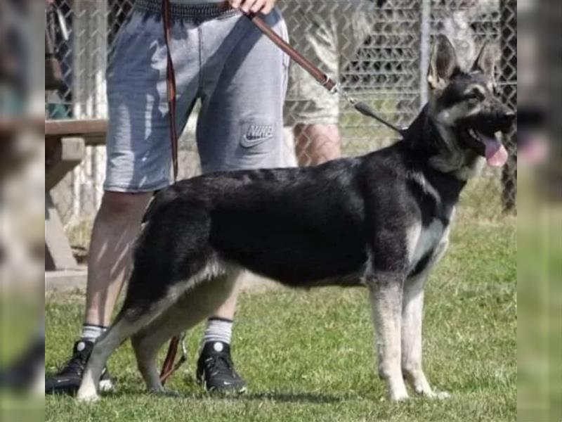 Osteuropäische Schäferhunde Welpen