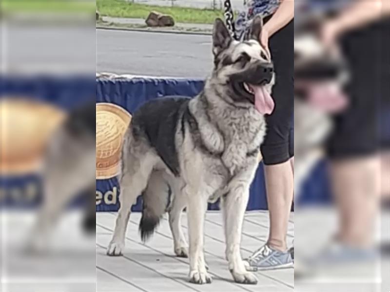 Osteuropäische Schäferhunde Welpen