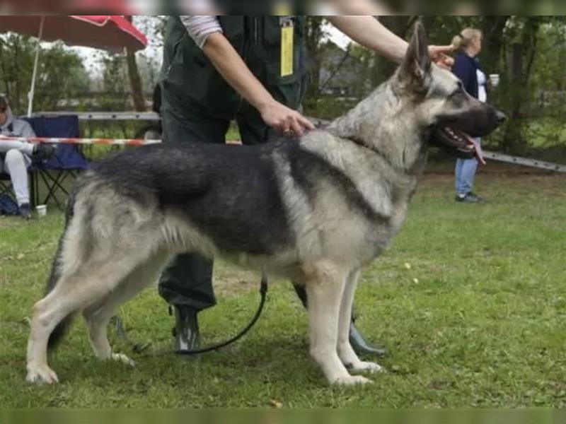 Osteuropäische Schäferhunde Welpen